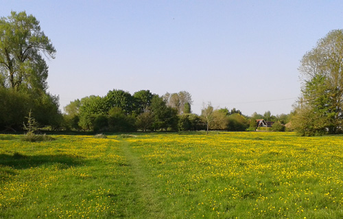 Walk 01 - Crossing the meadow approaching the north end of East Hanney.